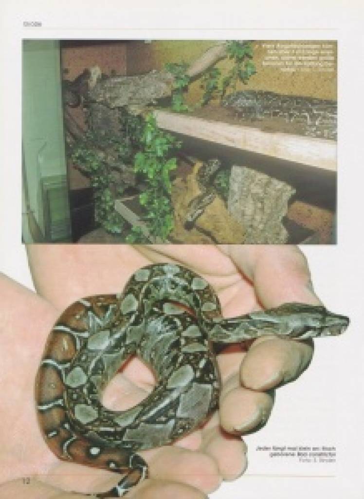 Boa constrictor – Die Abgottschlange